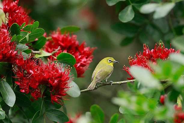 istock Swinhoe's White-eye 2246743727