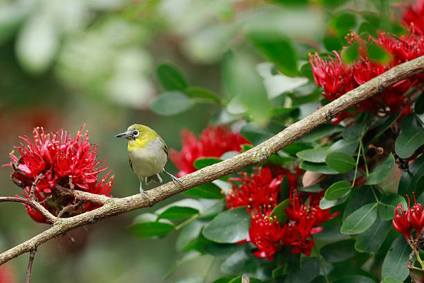 istock Swinhoe's White-eye 2246743729