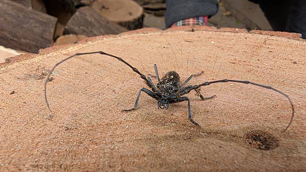 istock Sprawling antennae beetle adopts striking guard position on timber 2246744528