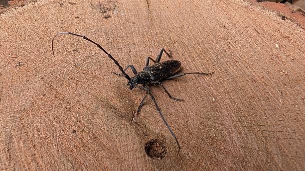 Beetle inspects wood, Dusk emphasizes antennae and bark textures