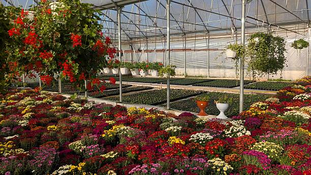 istock Extensive nursery setup for fall floral displays and harvest 2246744928