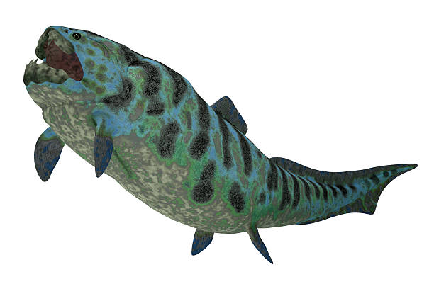20+ Placoderm Stock Photos and Royalty-Free Pictures - iStock