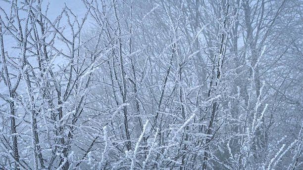 istock AERIAL, CLOSE UP: Icy tree branches covered with white frost in a winter forest 2246748586