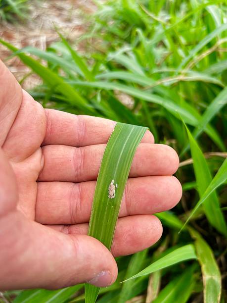 istock Caterpillar eggs present in pasture areas. Caterpillars in early developmental instars. 2246749246