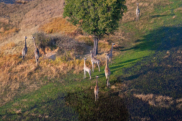 Giraffes walking in the Okavango Delta