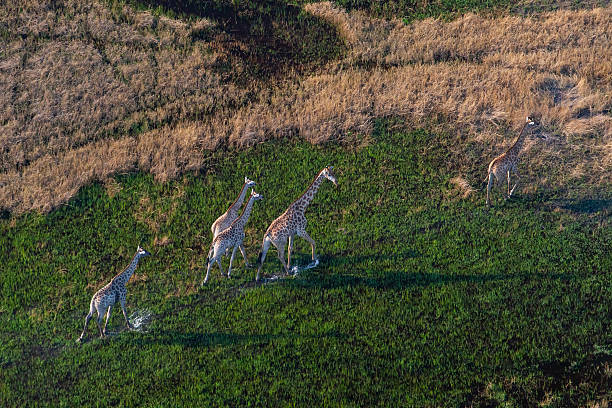 istock Herd of giraffe (Giraffa giraffa) from the air, Okavango Delta, Botswana 2246751231