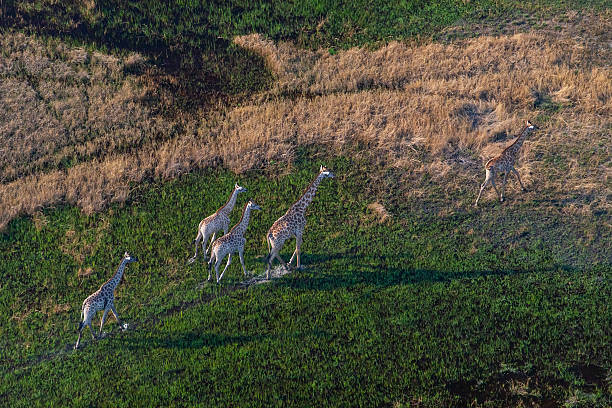 istock Herd of giraffe (Giraffa giraffa) from the air, Okavango Delta, Botswana 2246751234