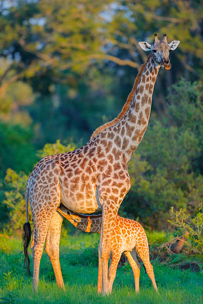 Southern giraffe (Giraffa giraffa formerly Giraffa camelopardalis) calf suckling from its mother in the Okavango Delta, Botswana. This subspecies is the Angolan giraffe (Giraffa giraffa angolensis). The Okavango Delta is a UNESCO World Heritage Site.
