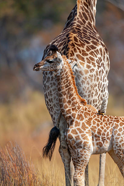 The giraffe, Giraffa camelopardalis is an African even-toed ungulate mammal, the tallest of all extant land-living animal species, and the largest ruminant.