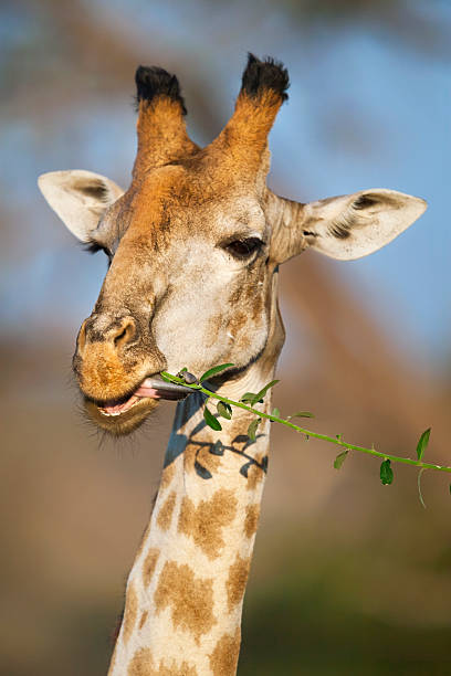Capture a whimsical moment as a giraffe playfully sticks out its tongue in this close-up portrait. With its expressive eyes and endearing gesture, the giraffe exudes charm and personality, inviting viewers into its world with a touch of playful humor. Captured with exquisite detail and warmth, this photograph captures the gentle nature and captivating presence of one of Africa's most iconic animals.