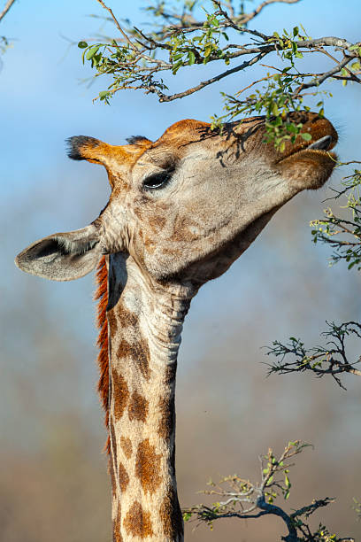 istock Giraffe (Giraffa camelopardalis) feeding on an acacia tree, Kruger Park, South Africa 2246751338