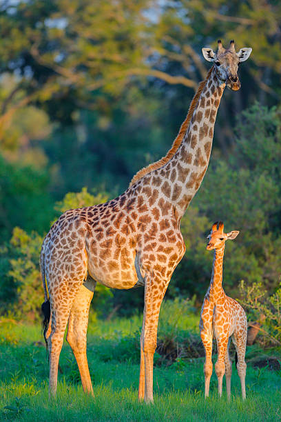 istock Giraffe (Giraffa giraffa) mother and calf, Okavango Delta, Botswana 2246751657
