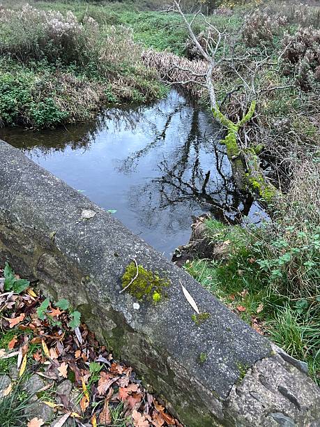 istock Waterway Reflections Amid Mossy Trees and Dense Vegetation Along a Concrete Wall 2246751779