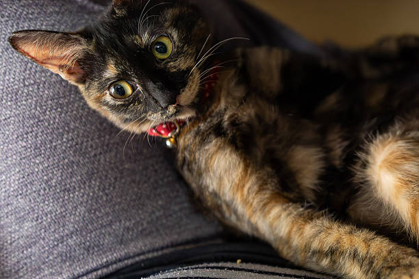 istock Neri, the tortoiseshell cat. 2246754234