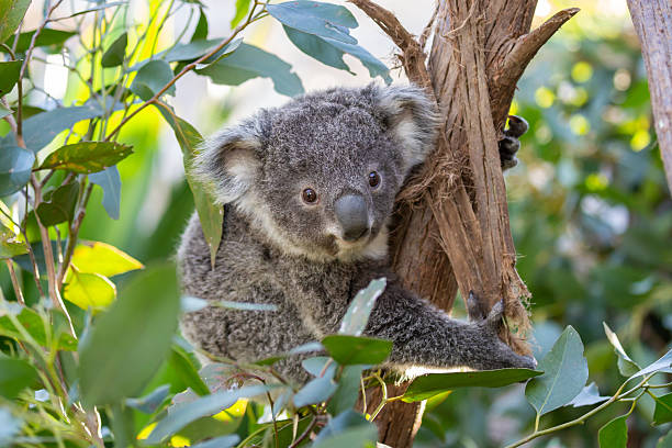 istock A fluffy baby koala climbs a eucalyptus tree in a rainforest 2246755389
