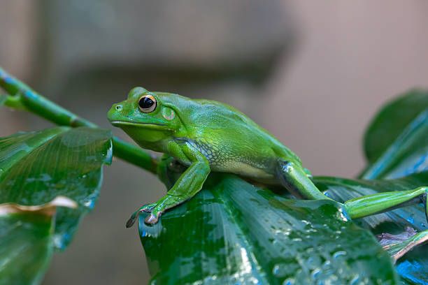 A green tree frog (Litoria caerulea) sits calmly perched on a surface, with its smooth skin and relaxed posture