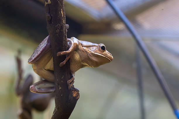 istock A Roths Tree Frog tree frog perched in a relaxed position. 2246755398