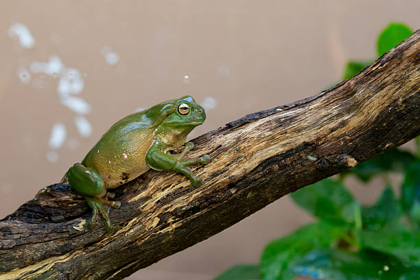 A green and golden bell frog (Litoria aurea) sits calmly perched on a surface, with its smooth skin and relaxed posture
