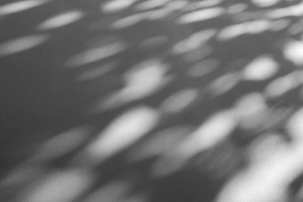 Abstract natural tree branch leaves shadow on white wall background