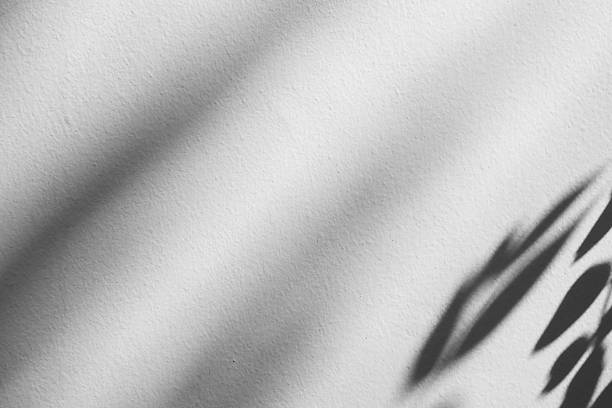 istock Abstract natural tree branch leaves shadow on white wall background 2246755654