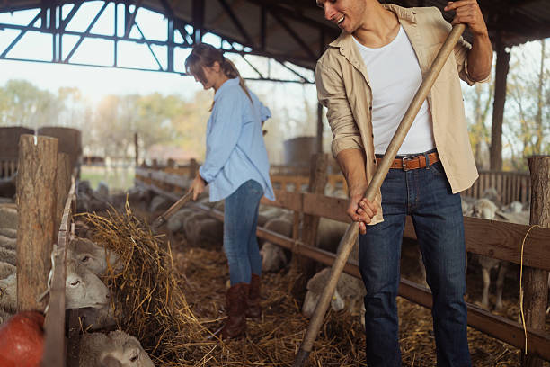 istock Young Couple Working Together Feeding Sheep In Barn On Sheep Farm 2246755807