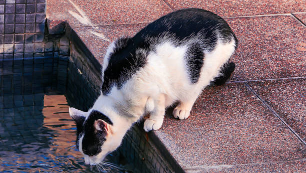 Black and White Cat Drinking Water by the Pool