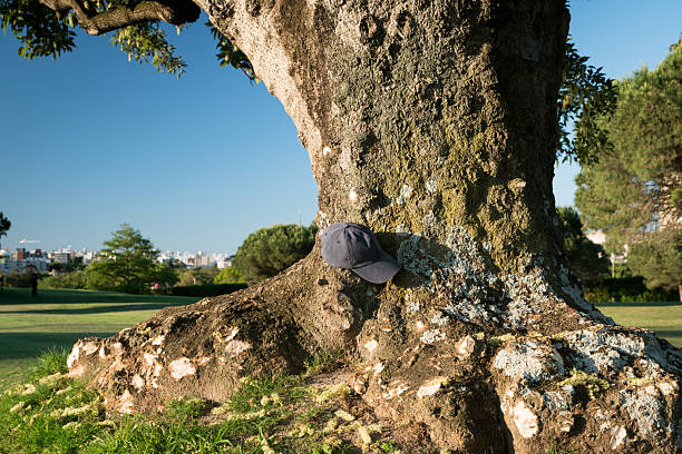 baseball cap is casually placed on the textured, mossy bark of a large, old tree trunk