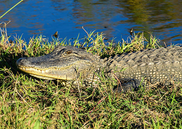 istock An Alligato resting in the sun 2246759902