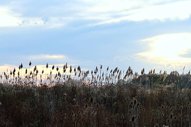 WS Sea oats silhouetted agains blue sky with clouds