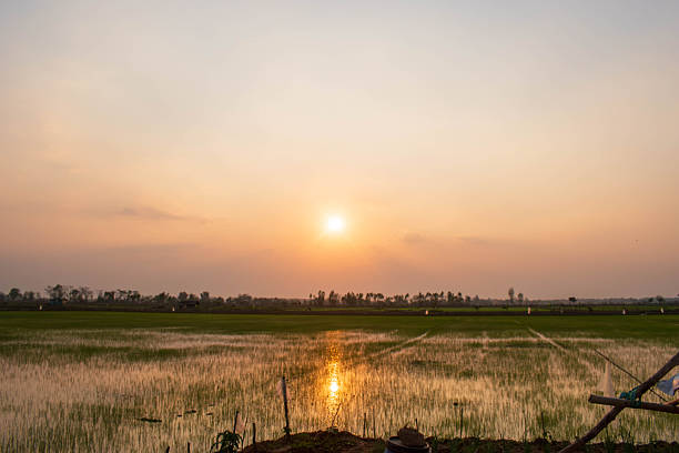 Landscape of rice field. Rural landscape in the evening. Sunset in the rice fields in the evening, sunset over rice fields.