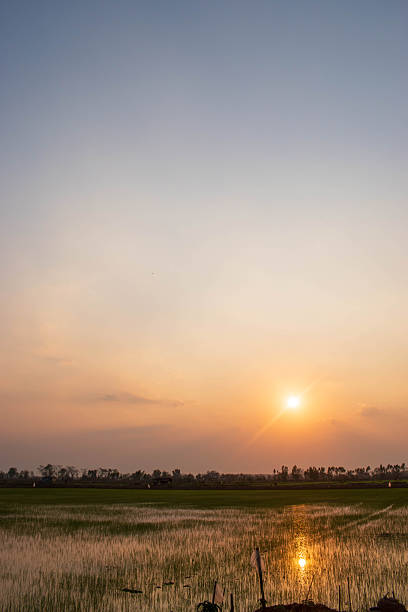 Landscape of rice field. Rural landscape in the evening. Sunset in the rice fields in the evening, sunset over rice fields.