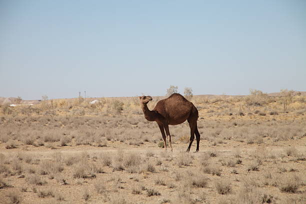 Camel crossing the dessert in a sunny day