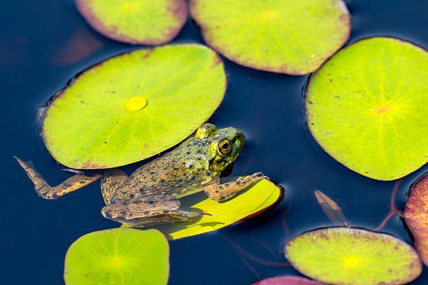 Green-skinned frog resting in the sun on a water lily leaf in a pond.