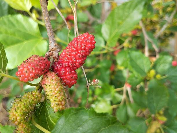 istock Mulberry (Morus rubra) on tree in organic plant garden 2246774527