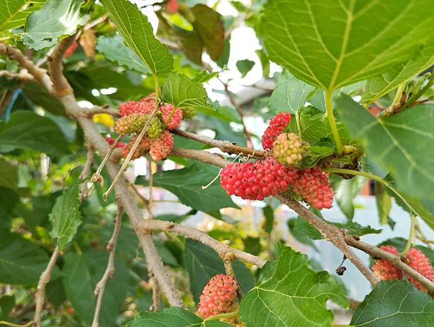 istock Mulberry (Morus rubra) on tree in organic plant garden 2246774534