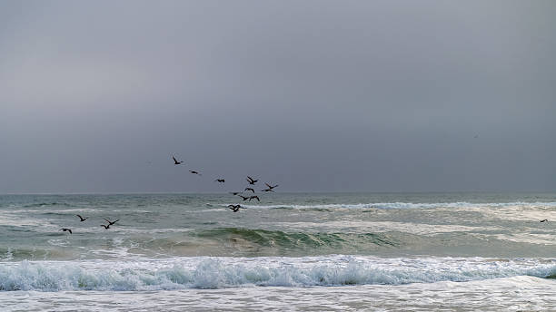 istock Cormorants in flight over the ocean in Namibia 2246776502