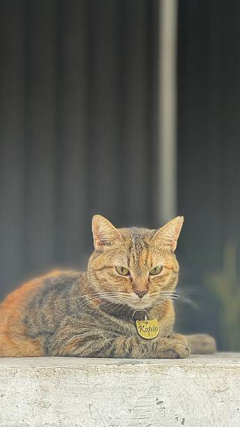 istock Charming and chubby cat playfully exploring the outdoors, with fluffy fur and a curious expression. Full of energy and joy, perfect for cat lovers who enjoy watching playful, happy moments! 2246776689