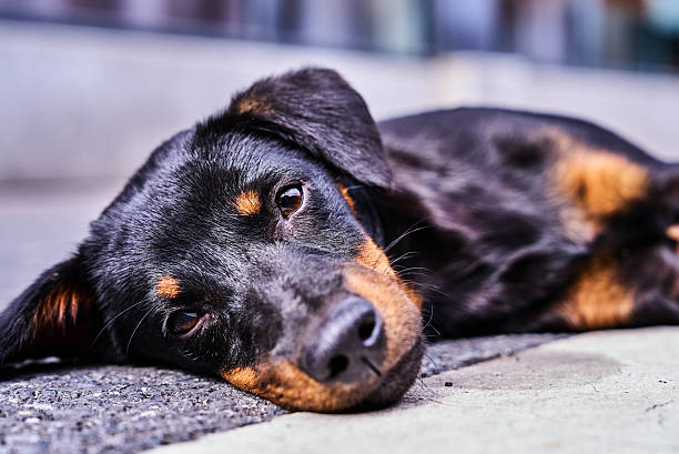 Portrait of a large male Rottweiler on a leash. The adult Rottweiler is interestedly looking into the distance. Training of service dogs at a special site. Side view. Selective focus.