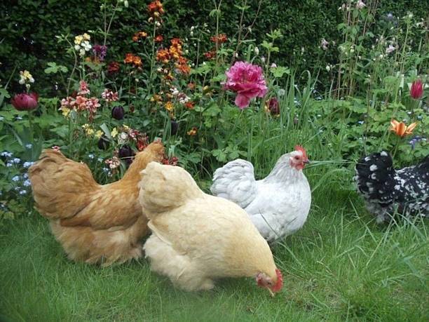 istock A hen chicken standing gracefully, showcasing its vibrant plumage and natural charm. Ideal for agricultural themes or rural lifestyle concepts. 2246780997