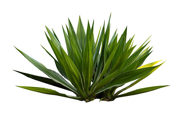 istock Tropical agave plant isolated on white background.This has clipping path. 2246781489