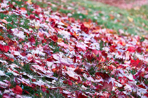 colorful, orange color