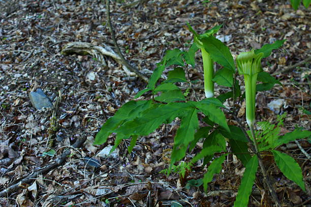 Arisaema (cobra lily) plants grow on the forest floor, displaying their distinct green spathes and leaves in a natural woodland environment.