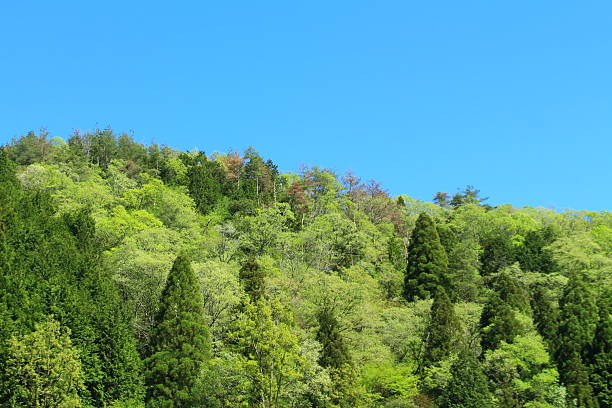A photo of Japan's virgin forest and blue sky.