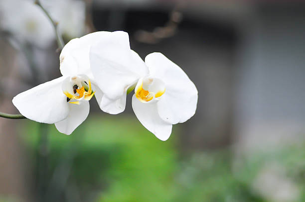 Organically grown orchids in a home garden