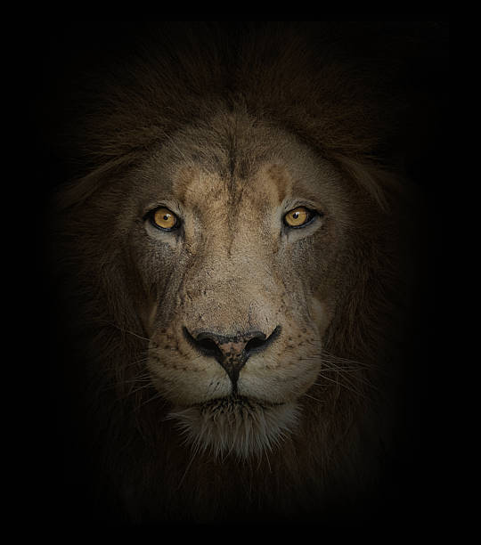istock Portrait of lion, black background 2246784390