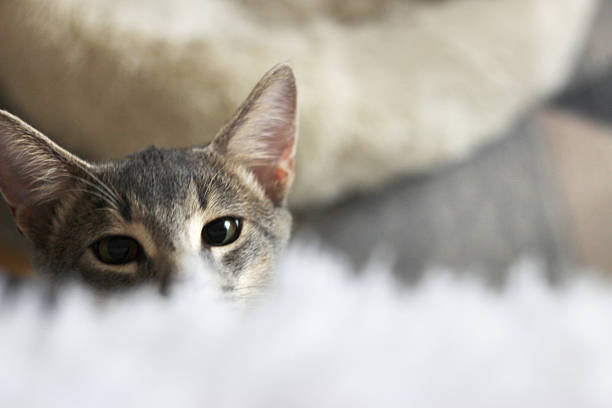 A young Abyssinian gray-blue cat plays in the apartment, looking interestedly