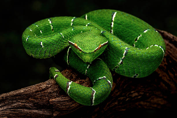 istock Sulawesi keeled green pit viper 2246787106
