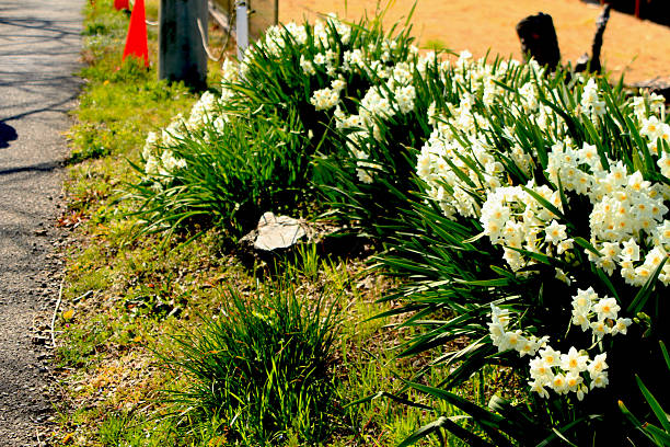 Daffodil flowers on a tombstone in the public cemetery