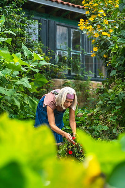 istock Senior woman gardening in a lush backyard 2246788198
