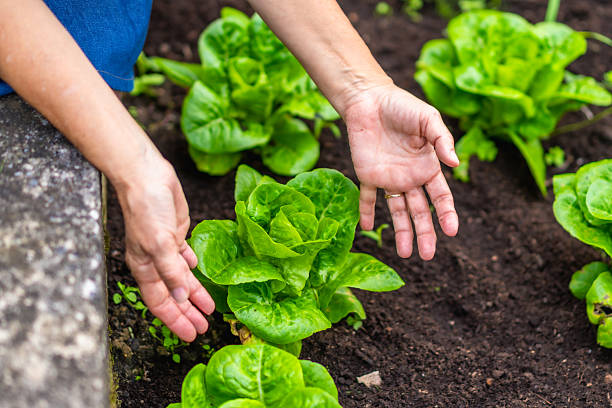 istock Hands tending fresh lettuce growing in garden soil 2246788231